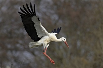 White stork (Ciconia ciconia), approaching its eyrie, Switzerland, Europe