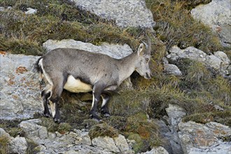 Alpine ibex (Capra ibex), goat standing in steep terrain, Canton of St. Gallen, Switzerland, Europe