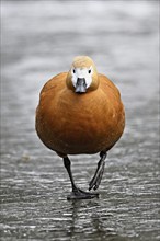 Ruddy shelduck (Tadorna ferruginea), standing on ice, Switzerland, Europe