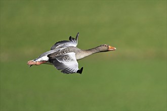 Greylag goose (Anser anser), in flight, Switzerland, Europe