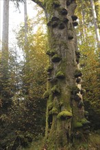 Common beech (Fagus sylvatica) deadwood overgrown with mossy tinder funguses (Fomes fomentarius),