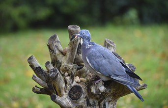 Common wood pigeon (Columba palumbus) moulting at the feeder with birdseed and peanuts