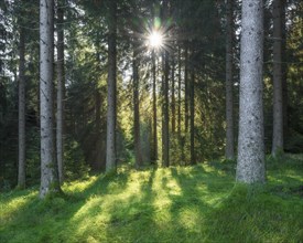 Sunny spruce forest, sun shining through the trees, Thuringian Forest, Thuringia, Germany, Europe