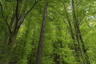 Fresh May green in the beeches (Fagus), Bavaria, Germany, Europe