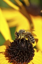 European honey bee (Apis mellifera), collecting nectar from a flower of yellow coneflower