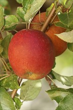 Ripe red apple hanging ready for harvest on tree, fruit tree, orchard, North Rhine-Westphalia,