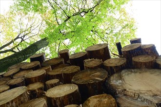 Forestry, timber, Germany, Europe