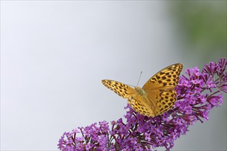 Silver-washed fritillary (Argynnis paphia) on flower panicle of butterfly-bush (Buddleja davidii),