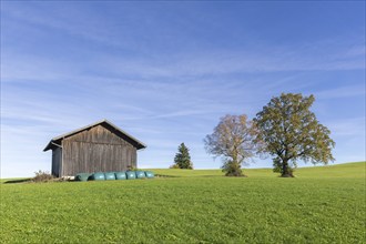 Hay hut, English oak (Quercus robur), summer lime (Tilia platyphyllos) in autumn in a meadow, hay