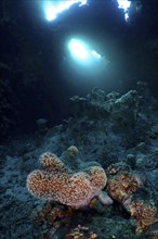 Mushroom leather coral (Sarcophyton glaucum) in a cave, light rays, dive site St Johns Reef, Saint