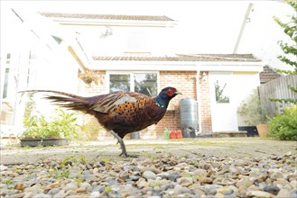 Common pheasant (Phasianus colchicus) adult male bird on a garden patio, Suffolk, England, United