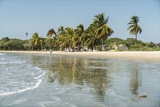 Palm trees on the beach of Sanyang, Gambia, West Africa, Africa