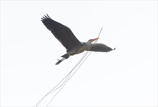 Grey heron (Ardea cinerea) transports nesting material, Highkey image, Aggeraue, Wahner Heide,