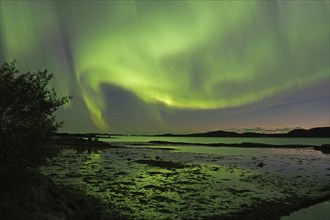 Northern Lights (aurora borealis), fjord at low tide, Offersöy, FV 17, Kystriksveien, Nordland,