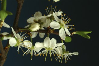 Flower of blackthorn (Prunus spinosa), blackthorn, medicinal plant, fruits, flowers and bark of