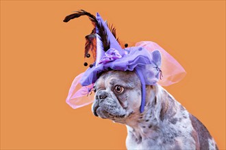 French Bulldog dog with Halloween costume witch hat on orange background