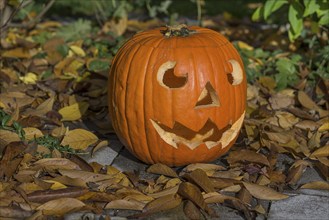 Carved pumpkin for Halloween, Bavaria, Germany, Europe