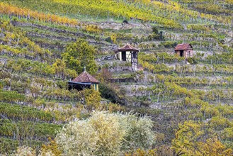 Vineyard cottage in the vineyard, landscape on the Neckar in autumn, Hofen, Stuttgart,