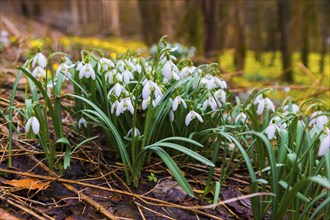 Snowdrops in the Polenz Valley