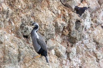 Cormorants (Phalacrocoracidae), Otago Peninsula, New Zealand, Oceania