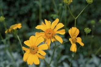 Angelita Daisy, Arizona, USA (Hymenoxys acaulis)