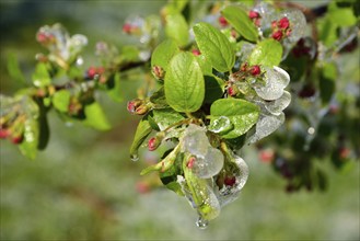 Europe, Germany, Hamburg metropolitan region, Altes Land near Hamburg, fruit growing, irrigation