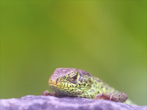 Sand lizard (Lacerta agilis), male on a stone, Wetzlar, Hesse, Germany, Europe