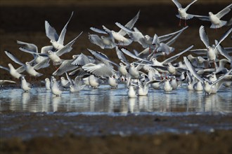 Black headed gull (Chroicocephalus ridibundus) adult birds in a flock at a shallow puddle, Suffolk,