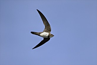 Alpine swift (Apus melba), adult, in flight, Switzerland, Europe