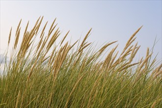 Beach grass on the dunes of the North Sea, Norddeich, Norden, East Frisia, Lower Saxony, Germany,