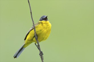 Western yellow wagtail (Motacilla flava), wildlife, male sits singing on a thin blade of grass,