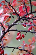 Autumn, After a rain, Barberry with water drops, Germany, Europe