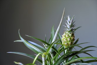 Mini pineapple, Cape Town, Cape Town, Western Cape, South Africa, Africa