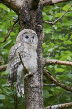 Ural owl (Strix uralensis) young bird, Bavaria, Germany, Europe