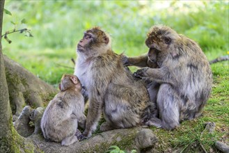 Barbary macaque (Macaca sylvanus), Occurrence in Morocco, captive, Rhineland-Palatinate, Germany,