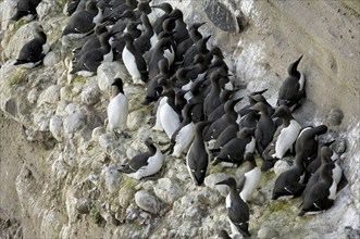 Common Murres, Common Guillemots (Uria aalge) nesting colony on cliffs at the Fowlsheugh nature