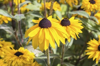 Yellow rudbeckia flowers in a botanical garden