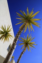 Spanish bayonet (Yucca aloifolia), garden plant against blue sky Cabo de Gata natural park,