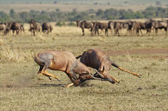 Fight between two Topi lei antelope bulls, Maasai Mara Game Reserve, Kenya, Africa