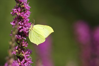 Brimstone (Gonepteryx rhamni) feeding on a flower of purple loosestrife (Lythrum salicaria),