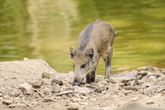 Wild boar (Sus scrofa) standing next to the water, Bavarian Forest, Bavaria, Germany, Europe