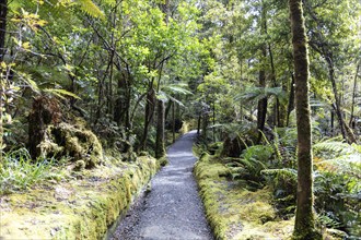 Lake Matheson Trail, New Zealand, Oceania