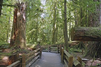 Wooden path leads past huge old Douglas fir trees, overgrown with mosses and lichens, Cathedral