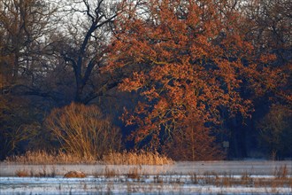 Winter floods 2024 on the Elbe and Mulde rivers with flooding of the meadows, ice on the meadows