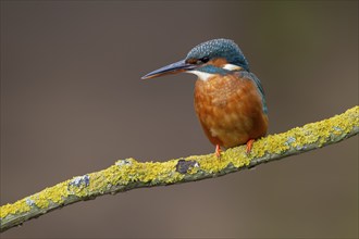 Common kingfisher (Alcedo atthis) adult female bird on a tree branch, Norfolk, England, United