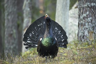 Western capercaillie (Tetrao urogallus) male calling and displaying with erect tail feathers at lek