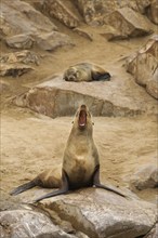 Cape Fur seal, brown fur seal (Arctocephalus pusillus) calling from rock at colony, Namibia, Africa