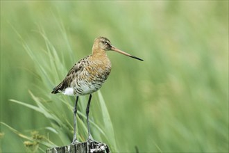 Animals, Birds, Snipe, Black-tailed Godwit, (Limosa limosa), Bavaria, Federal Republic of Germany