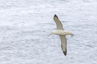 Albatros (Diomedea sanfordi), Taiaroa Head, Otago Peninsula, Neuseeland