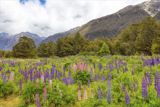 Lupins (Lupinus), Fiordland National Park, New Zealand, Oceania